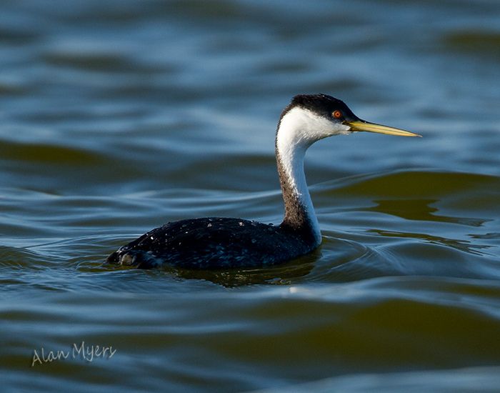 Western grebe