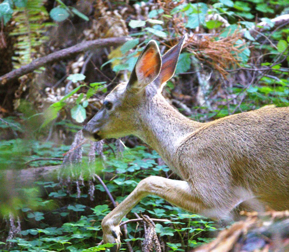 California Black Tail Deer