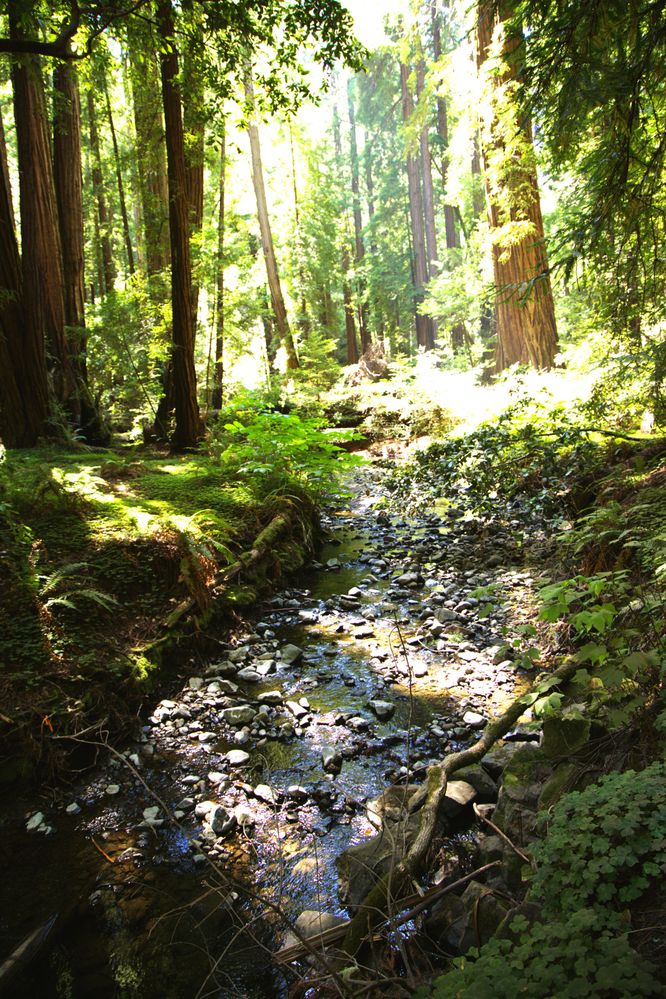 Creek Muir Woods California