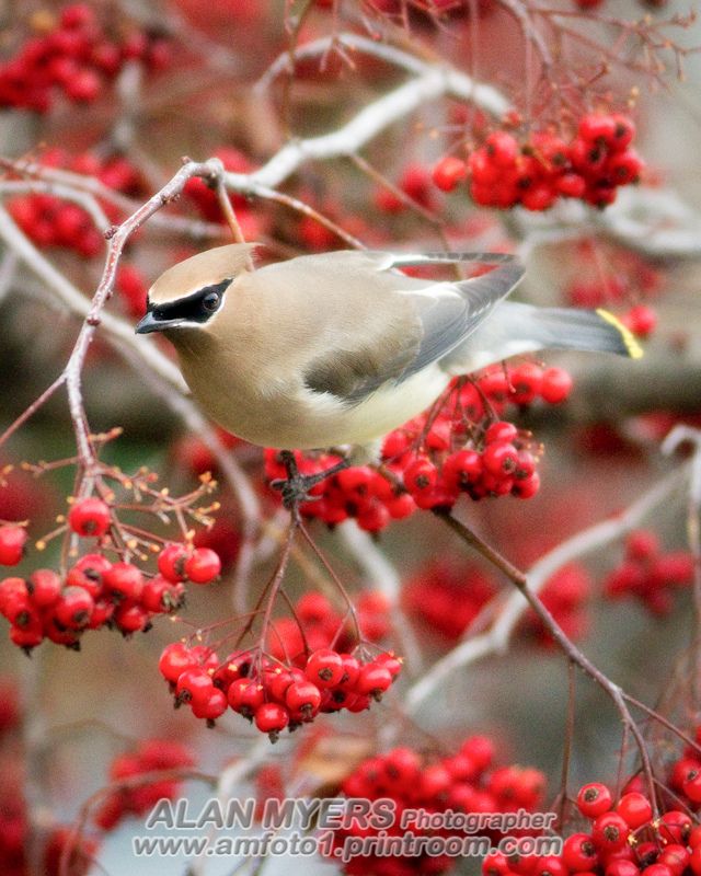 Waxwing