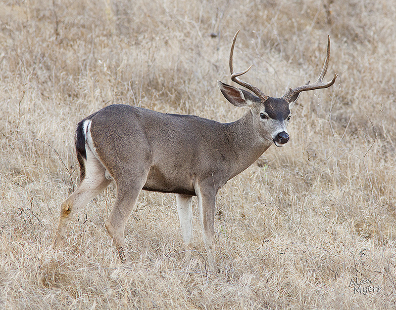 Black tail buck