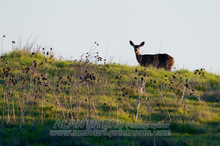 Black tail doe