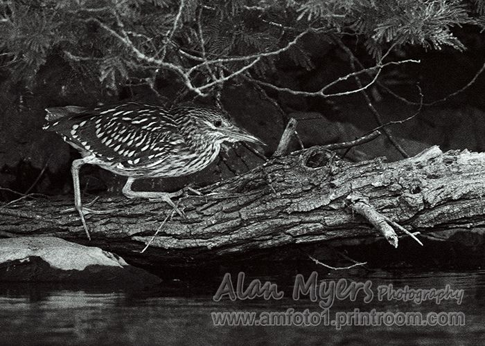 Night heron B&W