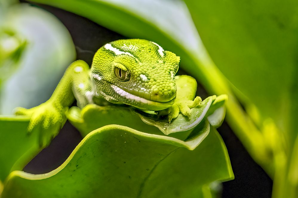 R6MkII, 500mm, f/8, 1/640sec, ISO-3200