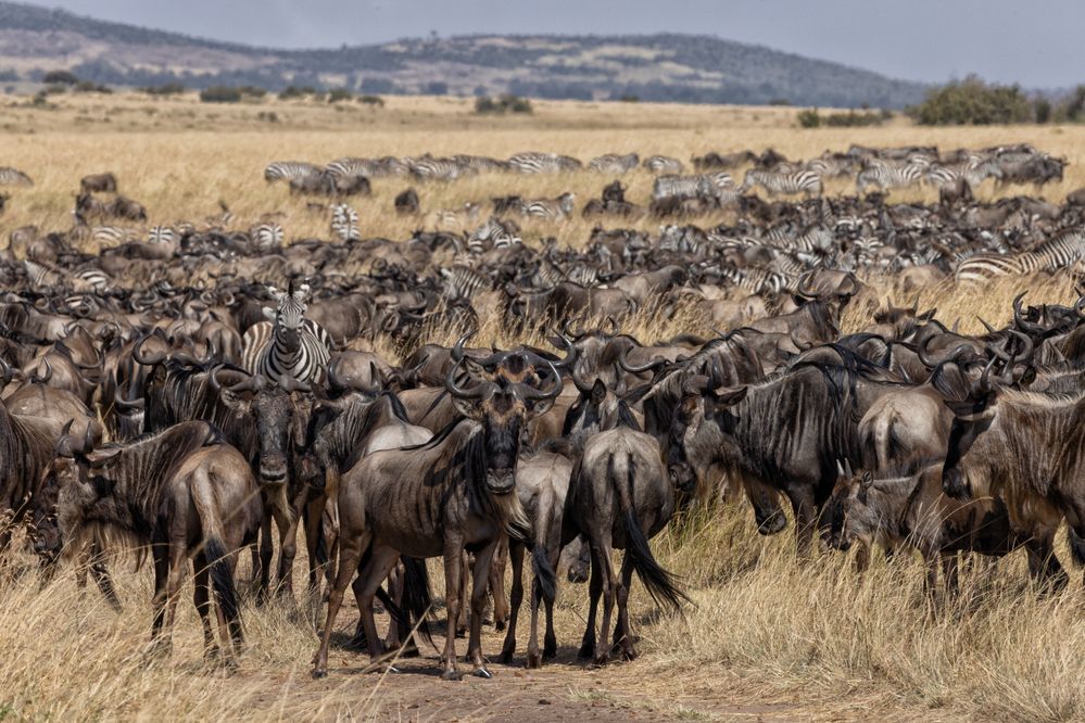 2307220796 Kenya Masai Mara Return WILDEBEEST HERDS