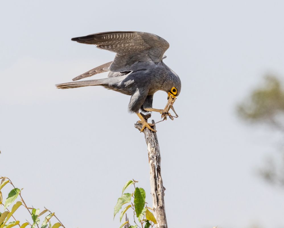 2307221159 Kenya Masai Mara Return BIRD - GREY KESTREL Eating Grasshopper.JPG