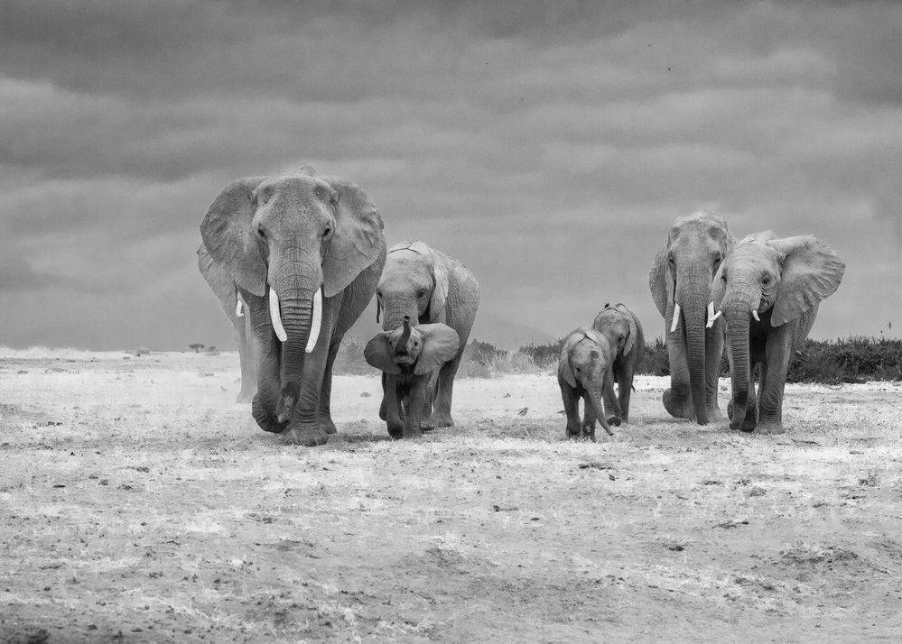 2307120193bw Kenya Amboseli National Park ELEPHANT Family.jpg