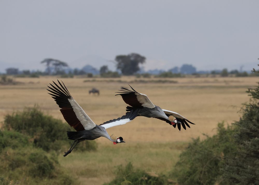 2307120673 Kenya Amboseli National Park BIRD -  GREY-CROWNED CRANE.jpg