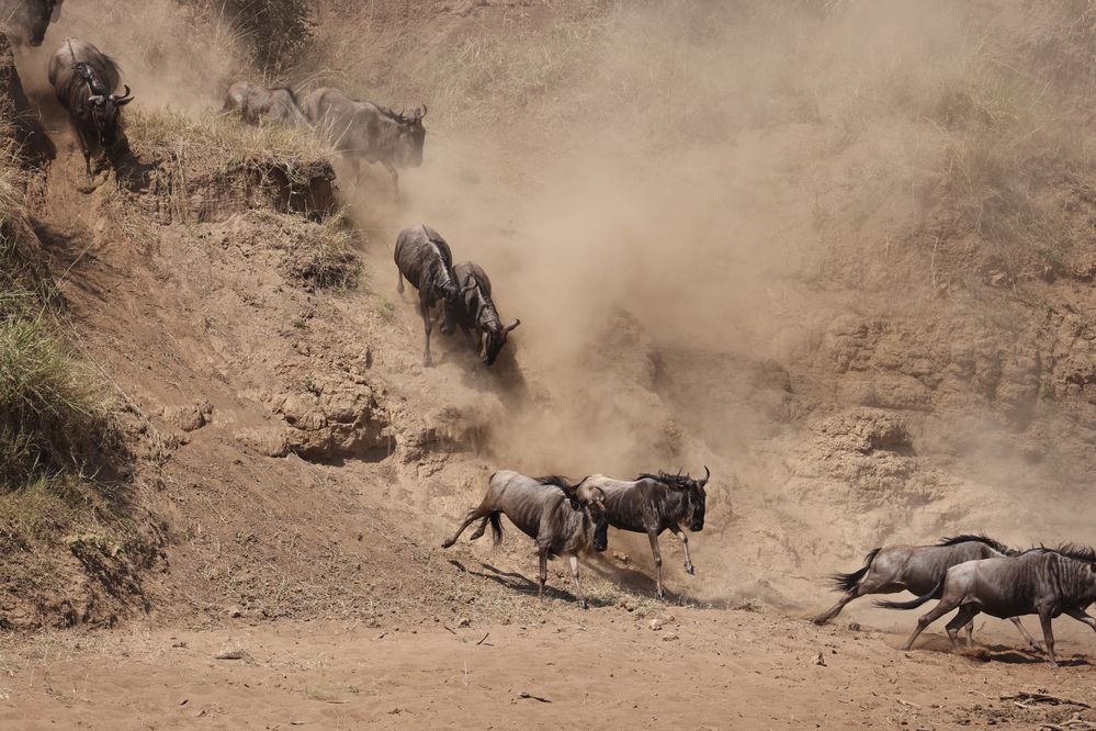 2307230373 Kenya Masai Mara _The Great Migration_ WILDEBEESTS Charging Down the Embankment.jpg