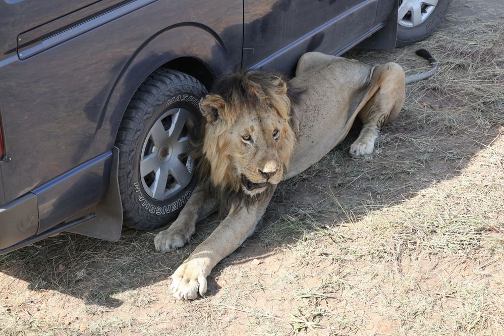 2307221453s Kenya Masai Mara Return LION Lying in the Shade of a Truck.jpg