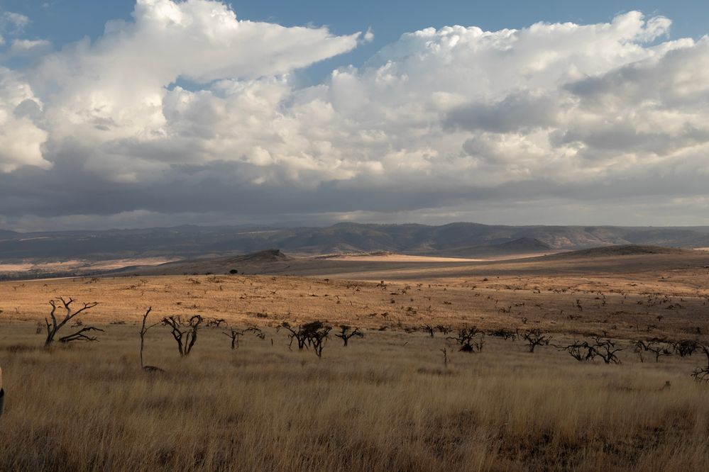 2307151261s Kenya Lewa Wildlife Conservancy Landscape Views near sunset.jpg