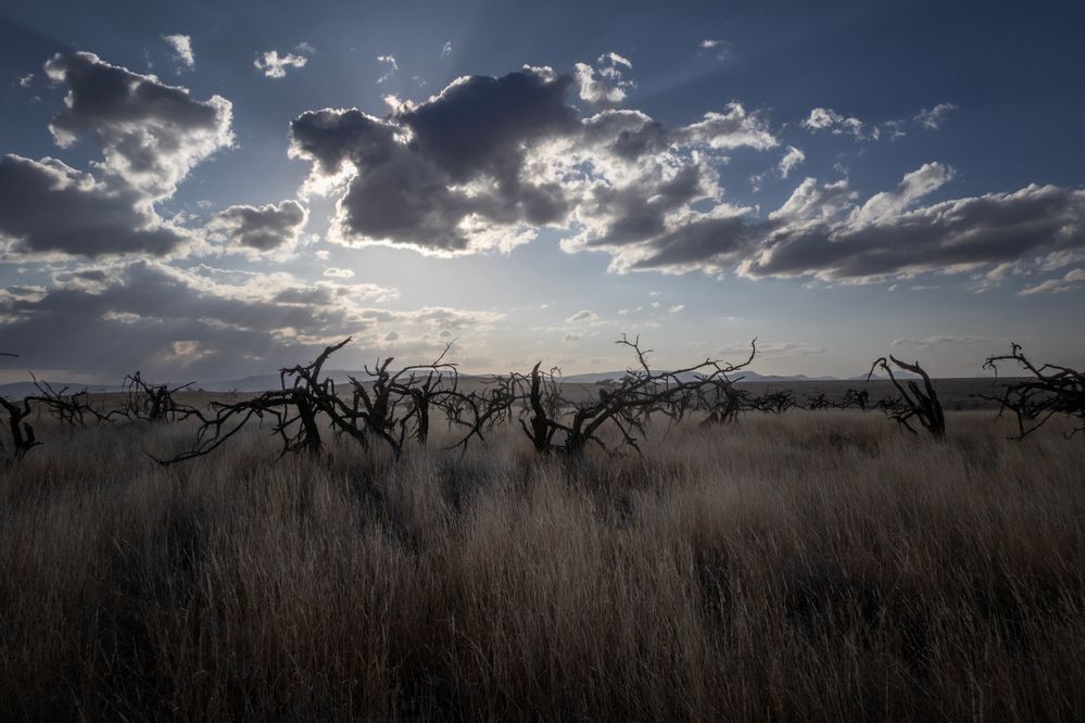 2307151156s Kenya Lewa Wildlife Conservancy ACACIA TREES Destroyed by Elephants.jpg