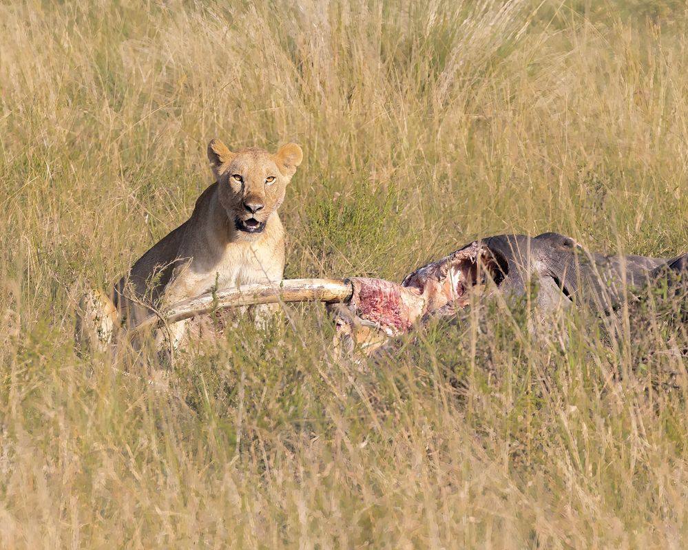 2307170037s Kenya Masai Mara LION Eating ELEPHANT REMAINS.jpg