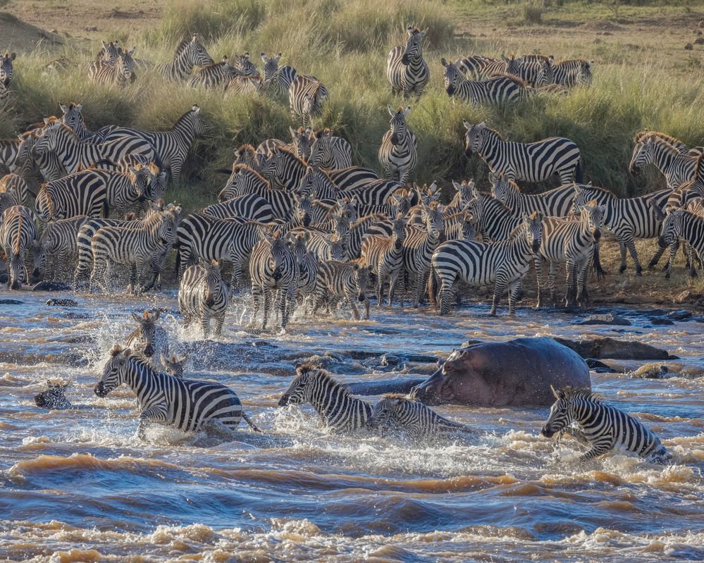 2307160508b Kenya Masai Mara National Reserve ZEBRAS Crossing the Mara River with NILE CROCODILES Chasing and Attacking.jpg