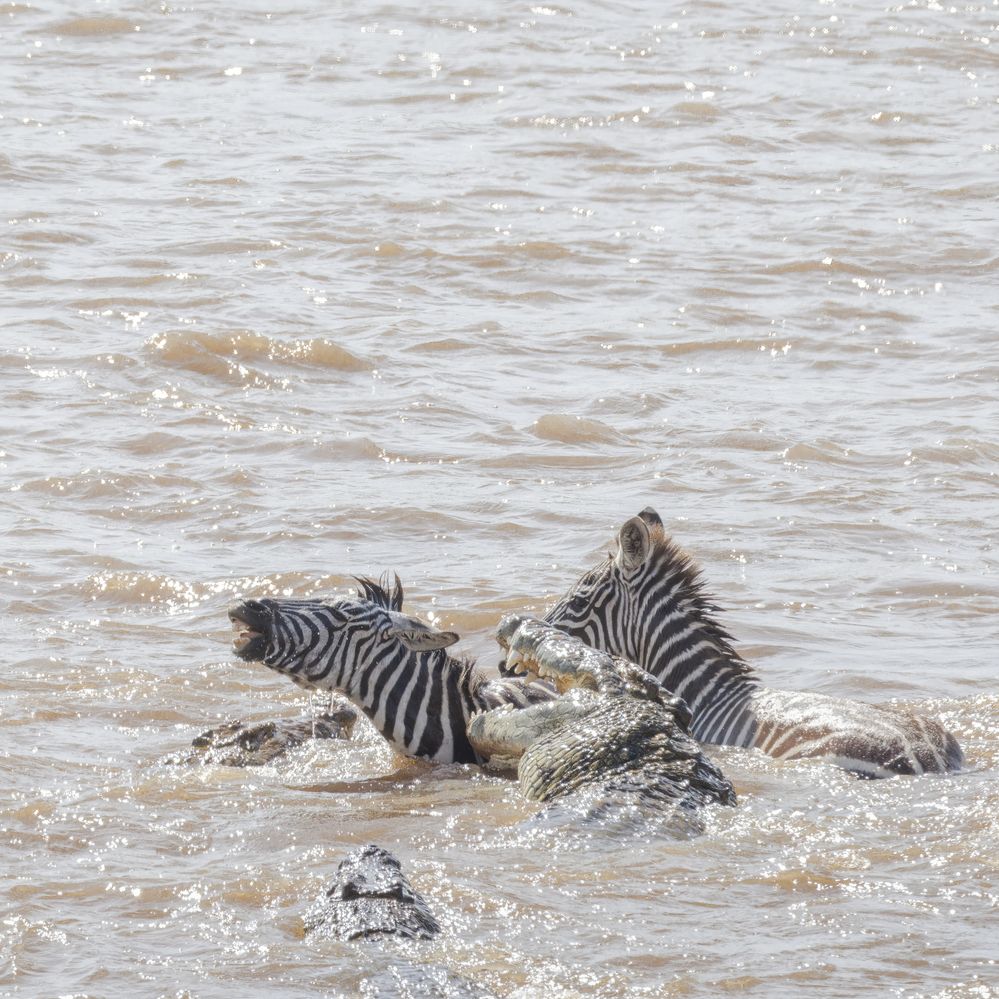 2307170757s Kenya Masai Mara ZEBRAS Crossing The Mara River Being Attacked by NILE CROCODILES