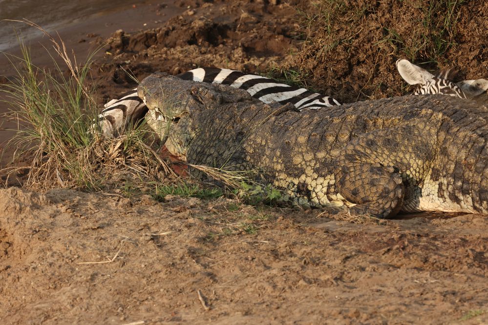 2307160628 Kenya Masai Mara National Reserve Along the Mara River NILE CROCODILE with Its ZEBRA Kill