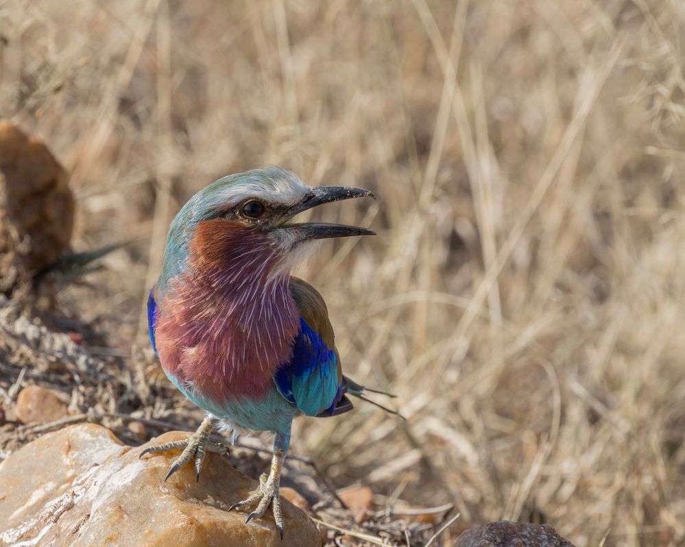 2307221537s Kenya Masai Mara Return  BIRD - AFRICAN LILAC-BREASTED ROLLER