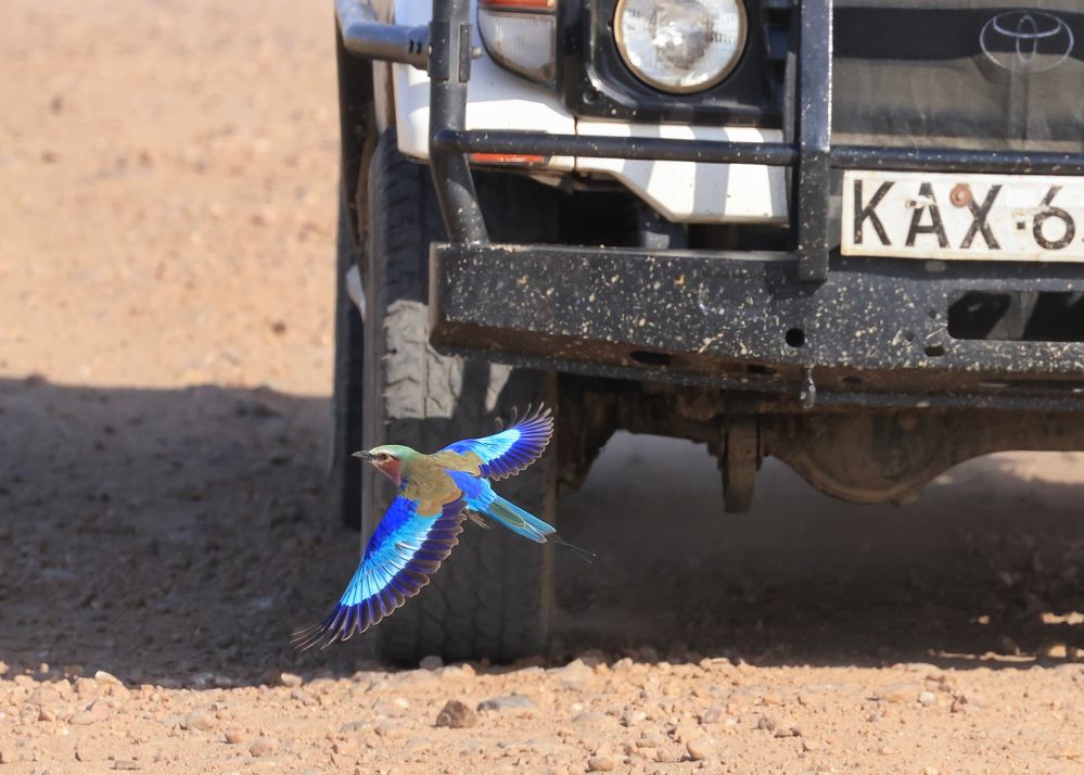 2307221579 Kenya Masai Mara Return  BIRD - AFRICAN LILAC-BREASTED ROLLER Flying in front of Land Cruiser