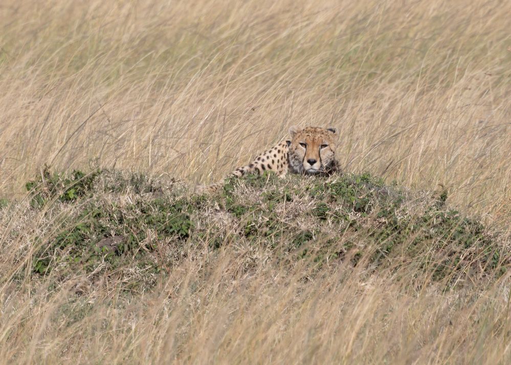 2307220352 Kenya Masai Mara Return CHEETAH