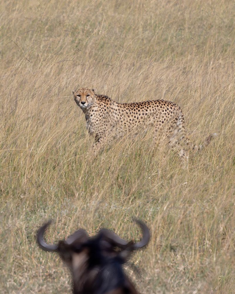 2307220727 Kenya Masai Mara Return CHEETAH Stares Down his Real Target - the WILDEBEEST