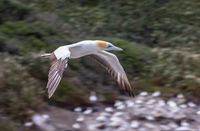 Sigma 60-600s, 145mm, f/5.6, 1/200sec, ISO-100