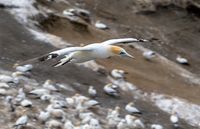 RF 100-500USM, 159mm, f/7.1, 1/400sec, ISO-100