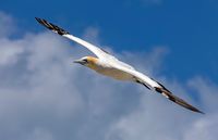 EF 70-300 IS USM MkII, 226mm, f/9, 1/640sec, ISO-100