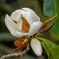 Magnolia - 80D, 135mm, f/11,  1/200sec, ISO-500