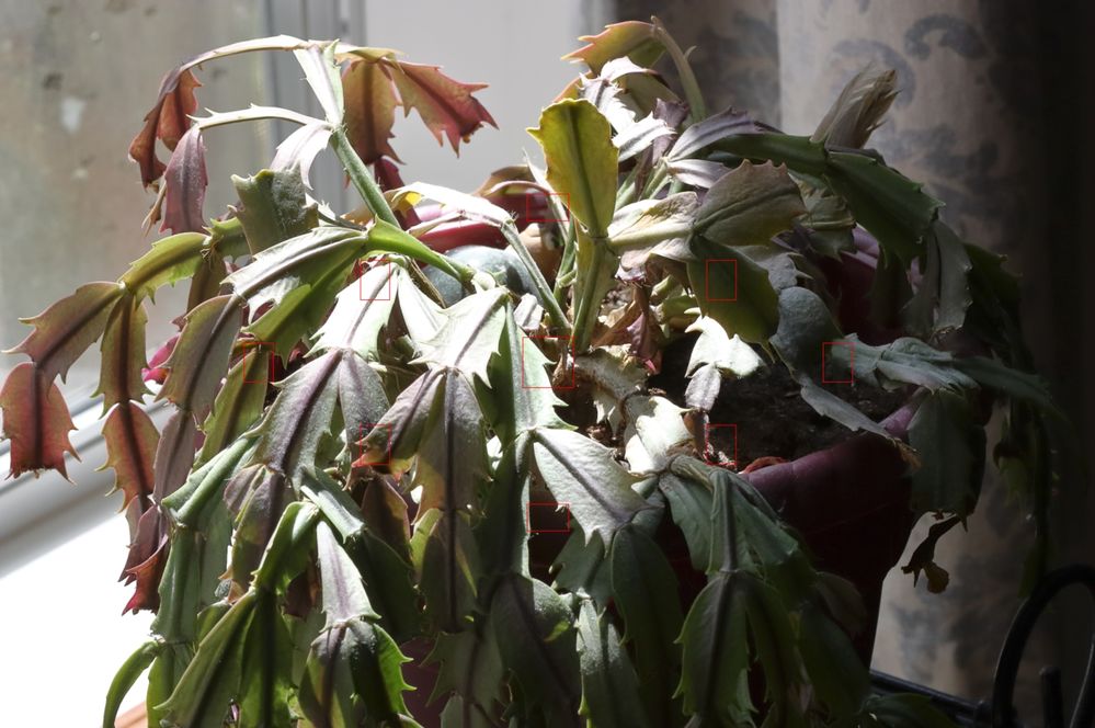 Canon EOS XSi A-DEP Mode