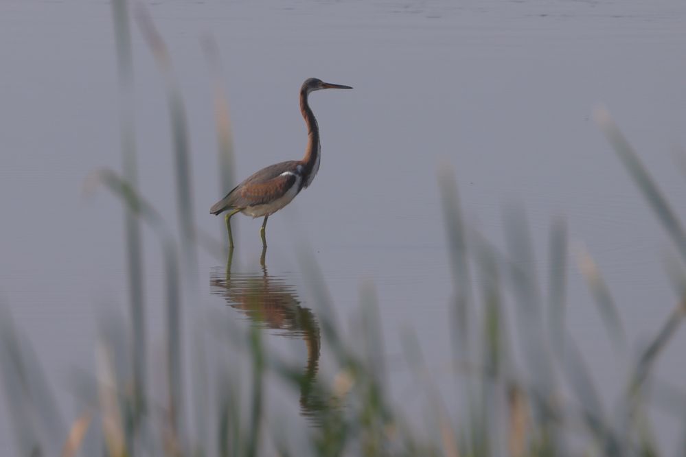 Tricolored Heron (Egretta tricolor) at Salt Plains National Wildlife Refuge in Oklahoma, United States on September 6, 2023, does not usually come this far north, EF100-400mm f/4.5-5.6L IS II USM +2x III, about 75 meters away, hazy skies, low light