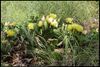 Prickly Pear Cactus (Opuntia cespitosa or maybe Opuntia macrorhiza) in Norman, Oklahoma, June 4, 2022, 8 images stacked by DPP