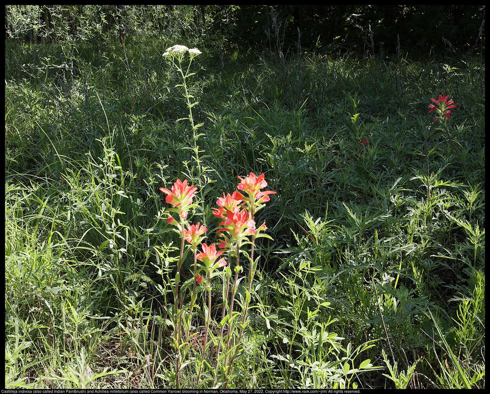 Castilleja indivisa (also called Indian Paintbrush) and Achillea millefolium (also called Common Yarrow) blooming in Norman, Oklahoma, May 27, 2022, 8 images stacked by DPP, https://www.rsok.com/~jrm/2022Jun05_birds_and_cats/2022may27_wildflower_IMG_9230-9237c.html