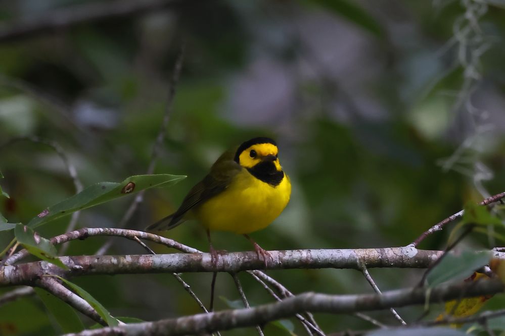 Hooded Warbler, male.