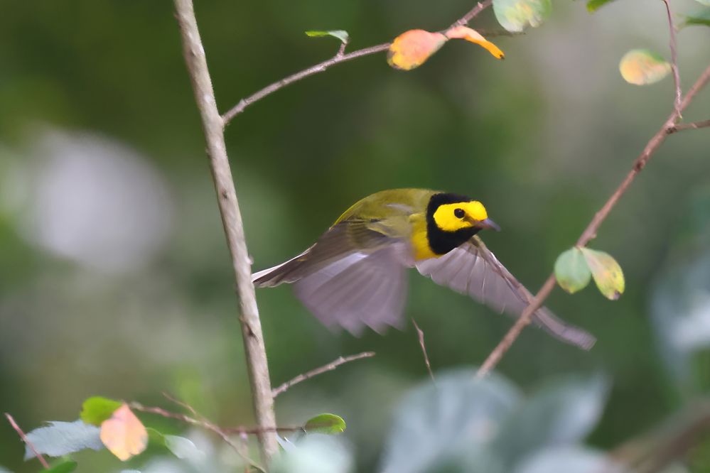 Hooded Warbler, male.