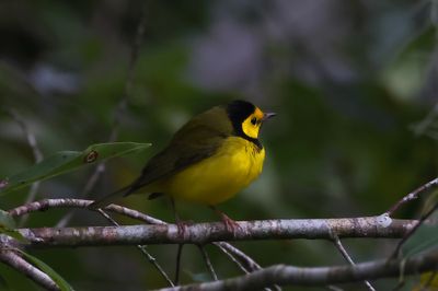 Hooded Warbler-2a.JPG