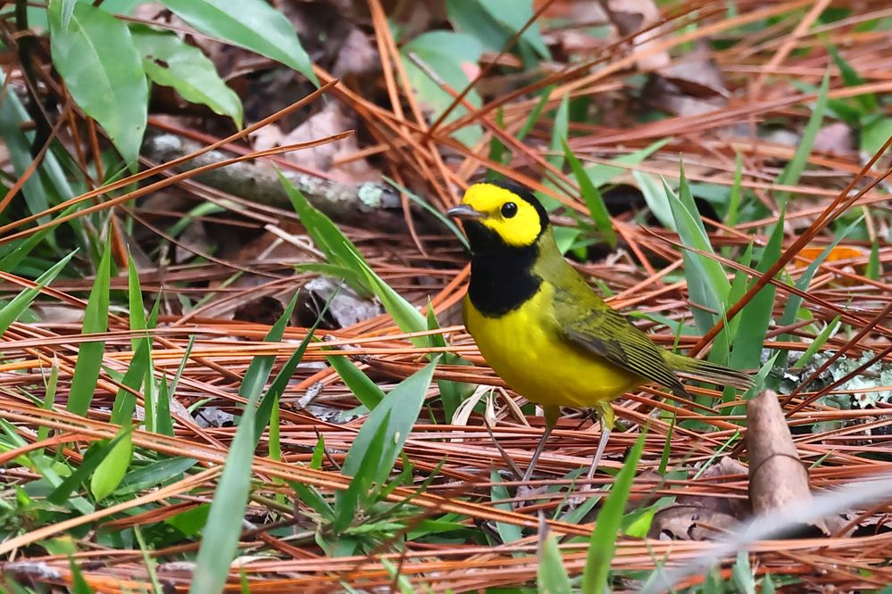 Hooded Warbler, male.