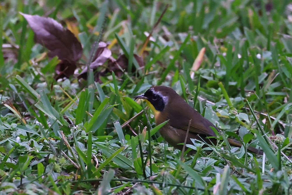 Common Yellowthroat.