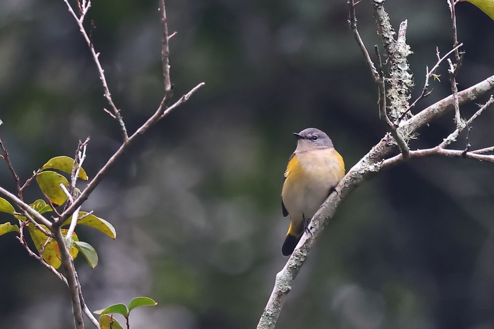 American Redstart, female.
