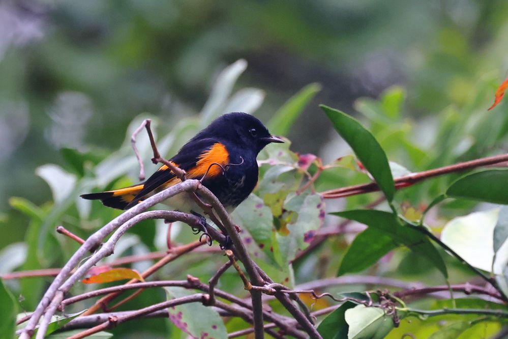 American Redstart, male.