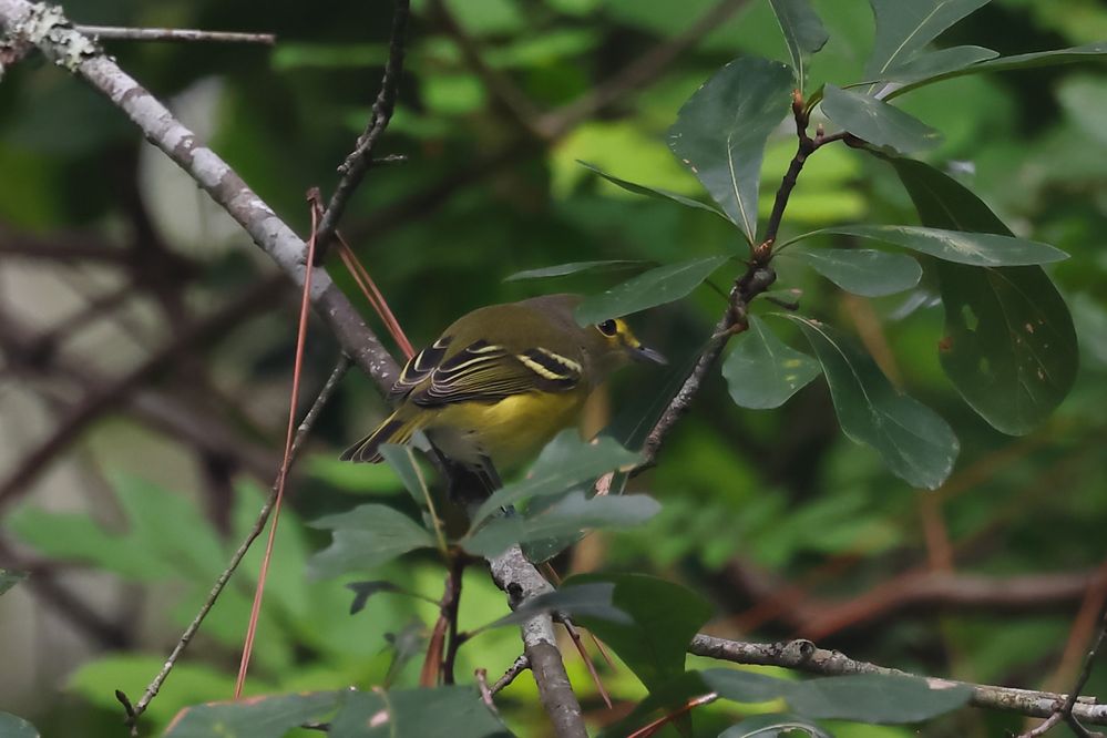 Blue-headed Vireo.