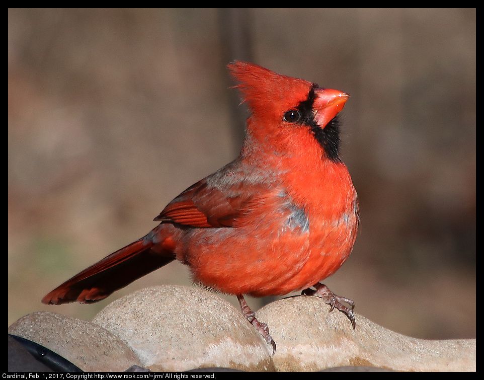 exif at https://www.rsok.com/~jrm/2017Feb07_birds_and_cats/2017feb01_cardinal_IMG_0929.html