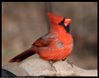 exif at https://www.rsok.com/~jrm/2017Feb07_birds_and_cats/2017feb01_cardinal_IMG_0929.html