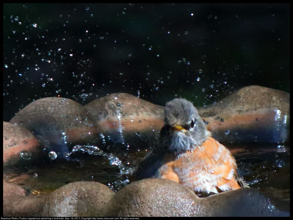 enko Teleplus HD C-AF 2X DGX teleconverter was attached. This photo was made hand held through a window from inside the house. F/11 is wide open for this combination of lens and teleconverter. The F6.3 listed is incorrect and two stops should be added. Auto focus was used. The combination of lens and telephoto converter confused the metering with a resulting very high ISO.
