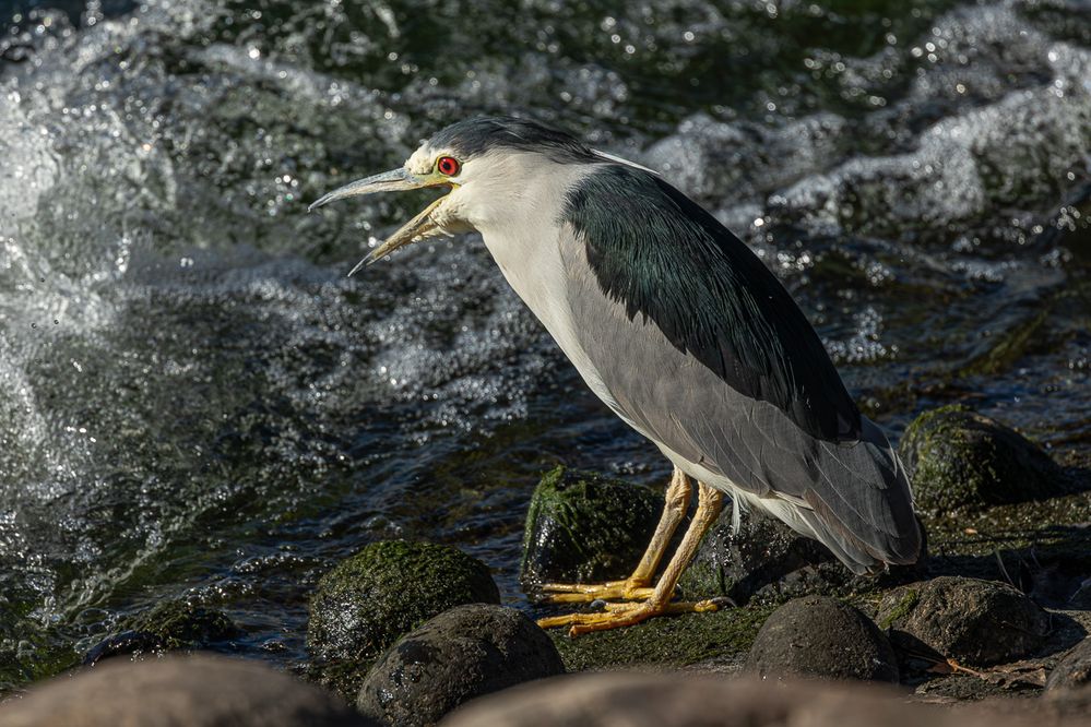 Heron-Sample-1.jpg