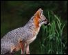 Gray Fox (Urocyon cinereoargenteus), May 22, 2021