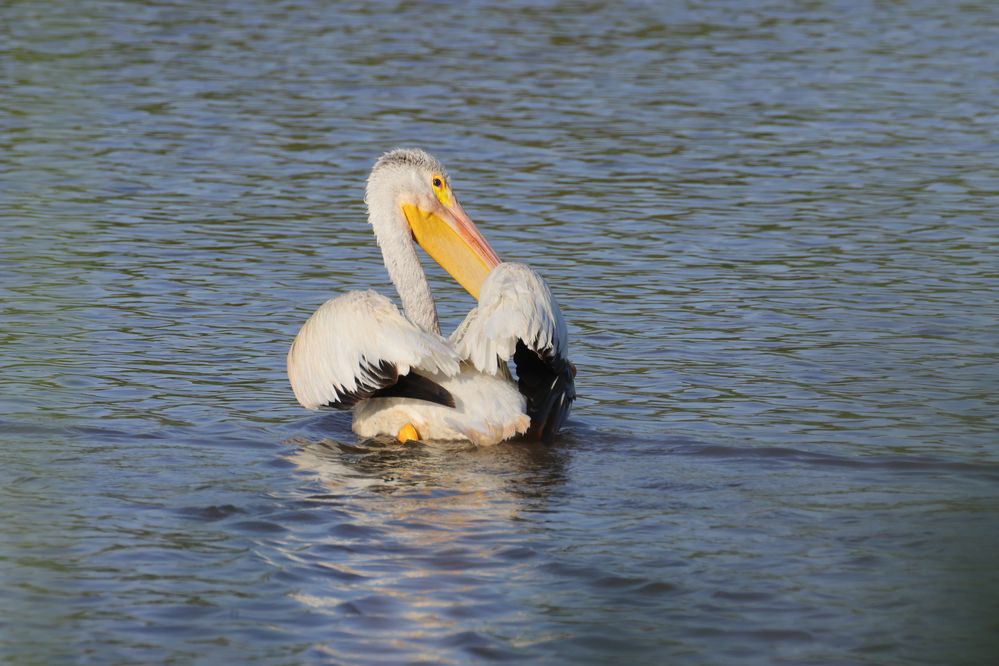 American White Pelicans (Pelecanus erythrorhynchos) at Salt Plains National Wildlife Refuge in Oklahoma, United States on September 20, 2023