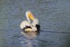 American White Pelicans (Pelecanus erythrorhynchos) at Salt Plains National Wildlife Refuge in Oklahoma, United States on September 20, 2023