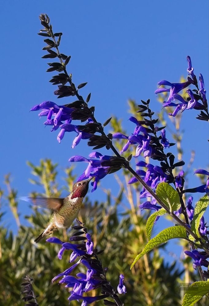 Salvia guaranitica ‘Black and Blue’ wtih Anna's Hummingbird