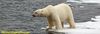 Polar Bear in high Arctic
