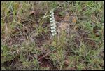 A wild orchid Spiranthes lacera var. gracilis commonly called Slender Ladies' Tresses blooming in Norman, Oklahoma, United States, on October 9, 2023 (focus stack of 6 images) https://www.rsok.com/~jrm/2023Oct15_birds_and_cats/2023oct09_wildflower_IMG_6759-6764c.html